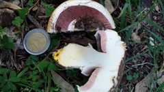 Agaricus xanthodermus
