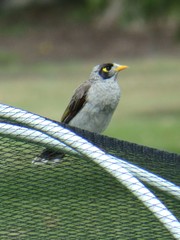 Manorina melanocephala
