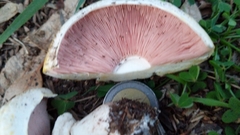 Agaricus xanthodermus