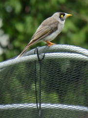 Manorina melanocephala