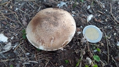 Agaricus xanthodermus
