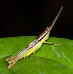 Stenopola dorsalis
