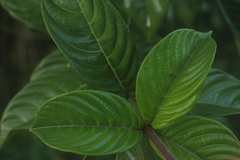 Palicourea triphylla