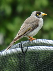 Manorina melanocephala
