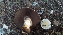 Agaricus xanthodermus
