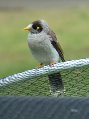 Manorina melanocephala