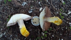 Agaricus xanthodermus
