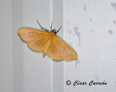Phostria citrinalis