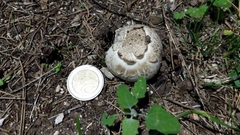 Agaricus xanthodermus