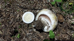 Agaricus xanthodermus