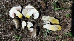 Agaricus xanthodermus