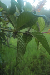 Palicourea triphylla