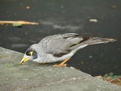 Manorina melanocephala