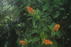 Palicourea triphylla