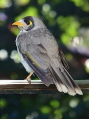 Manorina melanocephala