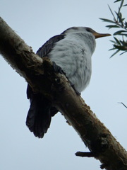 Microcarbo melanoleucos