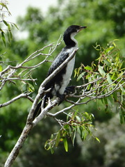 Microcarbo melanoleucos