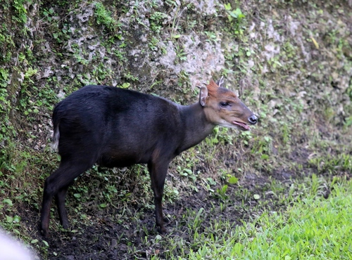 Black Duiker (Cephalophus niger), listed as Least Concern on the IUCN Red List