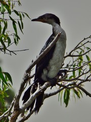 Microcarbo melanoleucos