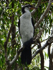 Microcarbo melanoleucos