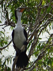 Microcarbo melanoleucos