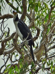 Microcarbo melanoleucos