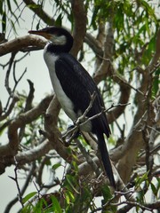 Microcarbo melanoleucos