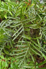 Microsorum pustulatum howense