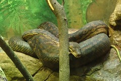 Simalia amethistina
