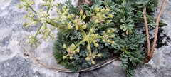 Crithmum maritimum