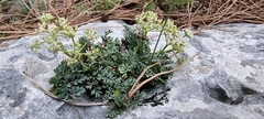 Crithmum maritimum