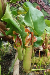 Nepenthes truncata