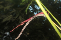 Anthurium clavigerum