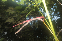 Anthurium clavigerum