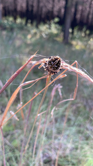 Neoscona orizabensis