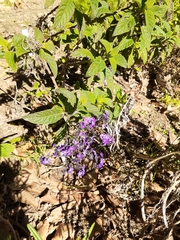 Heliotropium arborescens