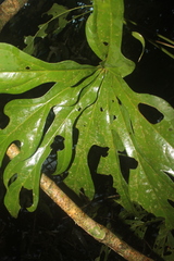 Anthurium clavigerum