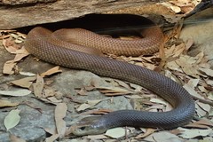 Oxyuranus scutellatus