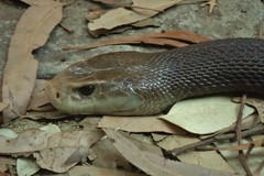 Oxyuranus scutellatus