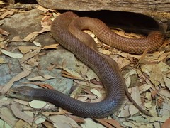 Oxyuranus scutellatus