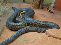 Oxyuranus microlepidotus