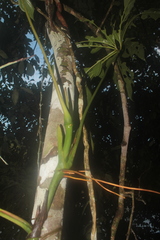 Anthurium clavigerum