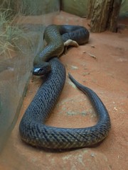 Oxyuranus microlepidotus