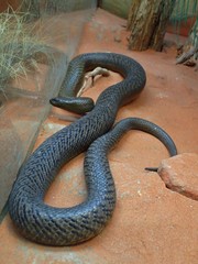 Oxyuranus microlepidotus