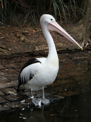 Pelecanus conspicillatus