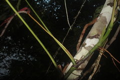 Anthurium clavigerum
