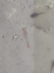 Chirocephalus diaphanus