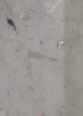 Chirocephalus diaphanus