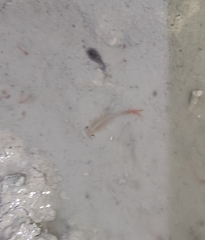 Chirocephalus diaphanus