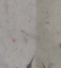 Chirocephalus diaphanus